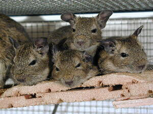 4 Junge auf dem Kuschelhaufen